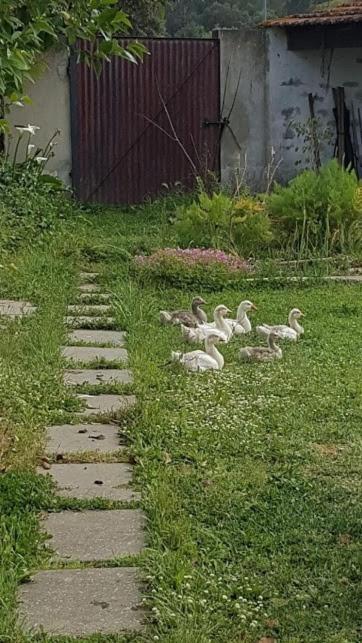 Granja Mg Daire Bombarral Dış mekan fotoğraf